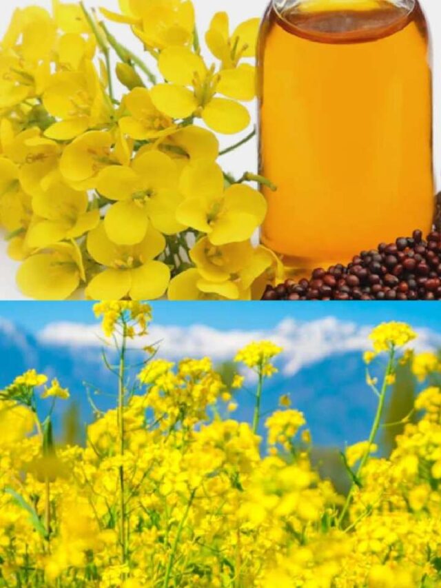 Know 6 Benefits Of Mustard Oil