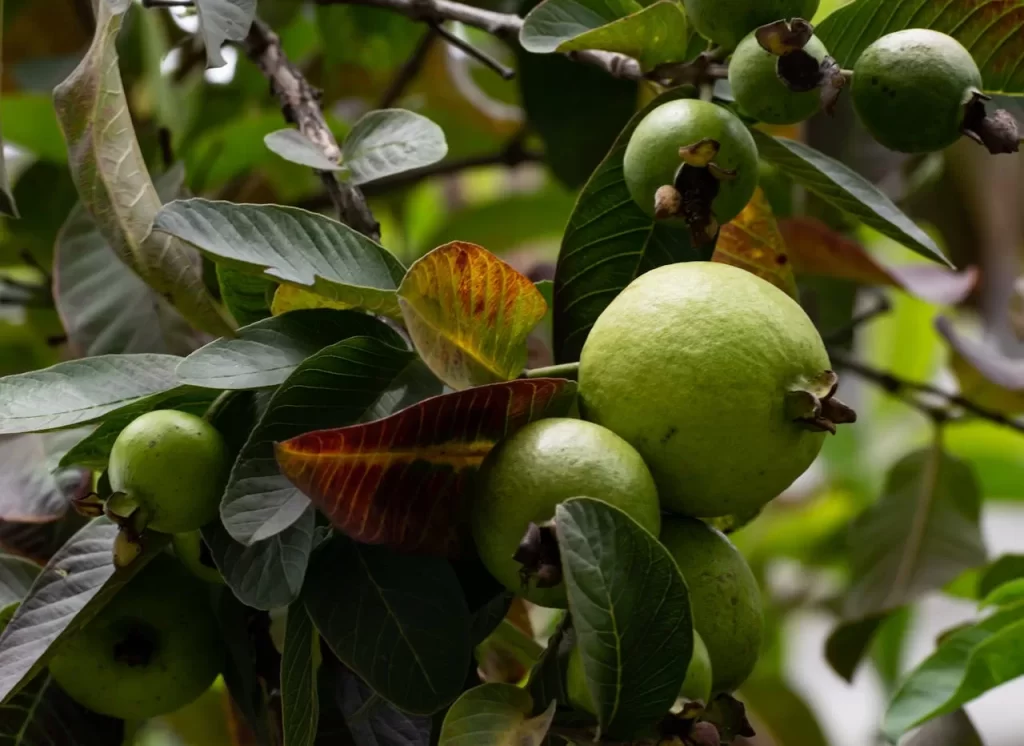 A tree of guava full of guava fruits